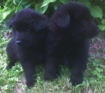 Two fluffy black Giant German Spitz puppies are sitting next to each other in front of a bush. The one on the right is looking to the right. The puppy on the left is looking down and to the left